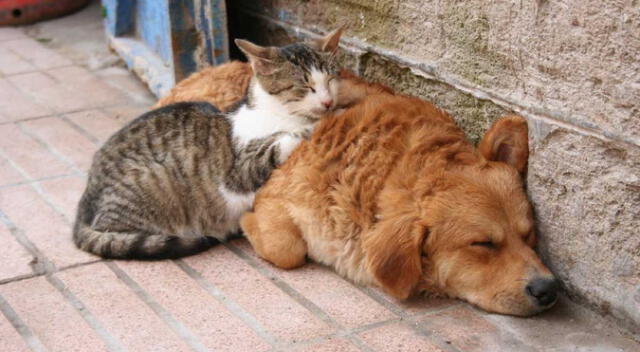 Congreso de la República da luz verde a la ley Congreso de la República da luz verde a la ley