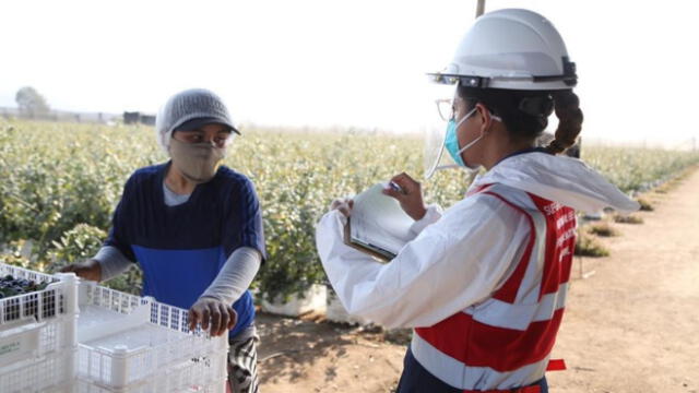 La empresa no puede despedir o dejar de renovar el contrato por motivos vinculados a la presentación de la denuncia por hostigamiento sexual. La empresa no puede despedir o dejar de renovar el contrato por motivos vinculados a la presentación de la denuncia por hostigamiento sexual.