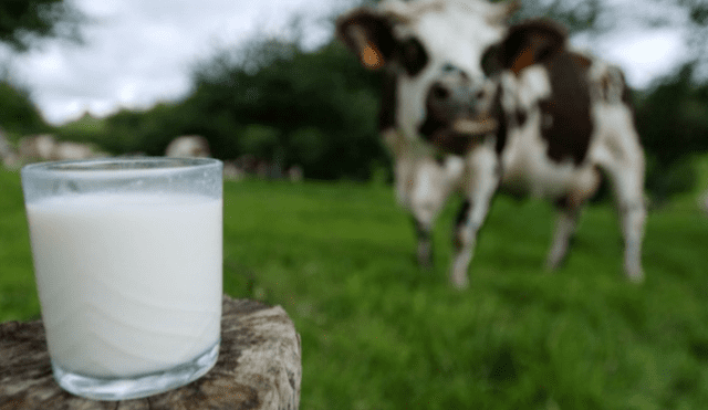 La congresista Patricia Chirinos propone modificar un Decreto Supremo sobre la elaboración de leche. Foto: AFP