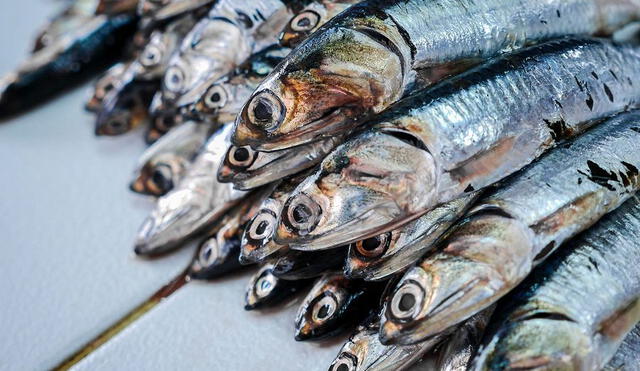 Pescar anchovetas juveniles sin restricciones, pone en peligro a la especie y la industria